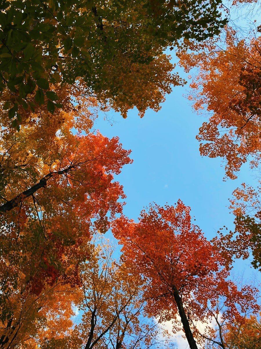 green and brown leaf trees under blue sky during daytime